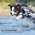 800m Electric Dog Training Collar with LCD Display Rechargeable Waterproof Adjustable Levels for Pet Owners